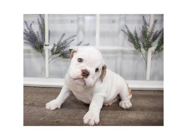 Bulldog DOG Male Fawn 17584 Petland Topeka, Kansas