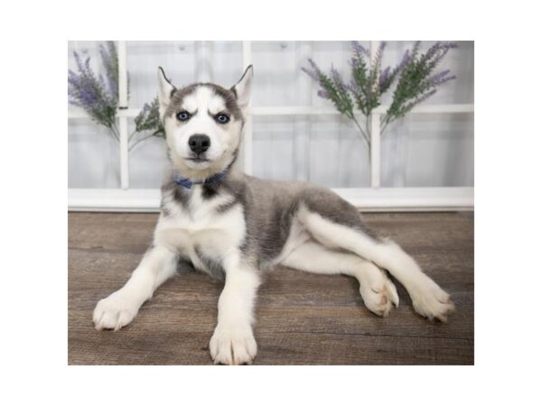 Siberian Husky DOG Female Gray / White 17590 Petland Topeka, Kansas