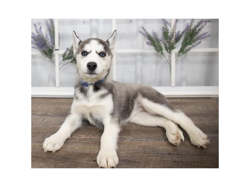 Siberian Husky-DOG-Female-Gray / White-2629654-Petland Topeka, Kansas