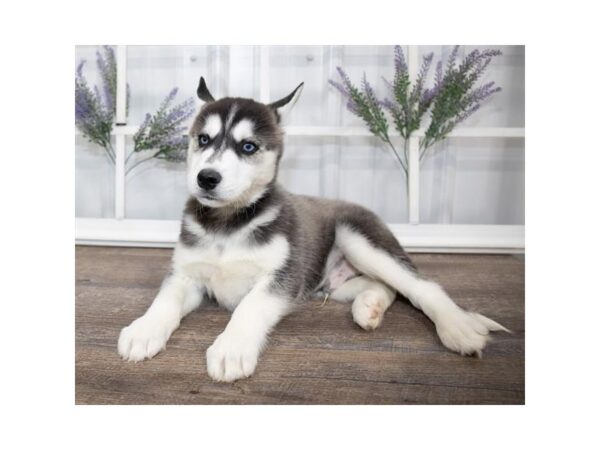 Siberian Husky DOG Male Black / White 17591 Petland Topeka, Kansas