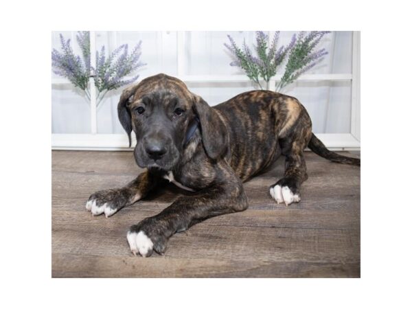 Great Dane DOG Female Brindle 17589 Petland Topeka, Kansas