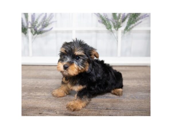 Silky Terrier DOG Female Black / Tan 17592 Petland Topeka, Kansas