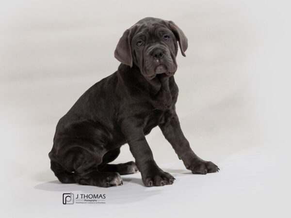 Neapolitan Mastiff DOG Female 17579 Petland Topeka, Kansas