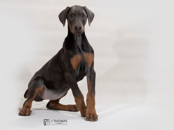 Doberman Pinscher DOG Female 17561 Petland Topeka, Kansas