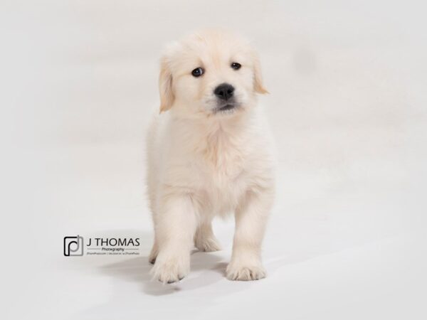 Golden Retriever DOG Female Golden 17567 Petland Topeka, Kansas