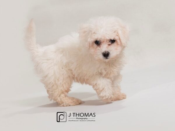 Bichon Frise DOG Female 17578 Petland Topeka, Kansas