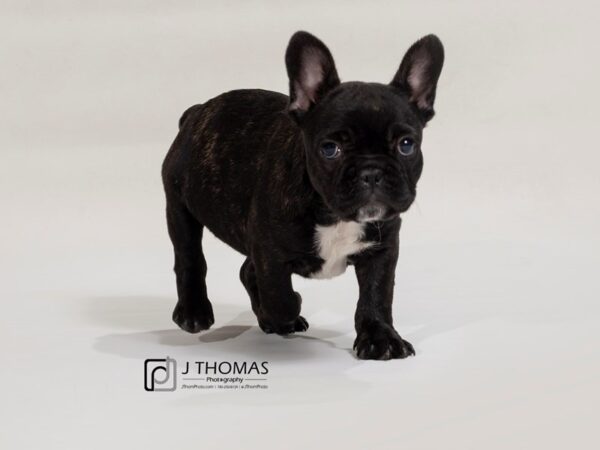 French Bulldog DOG Female 17556 Petland Topeka, Kansas