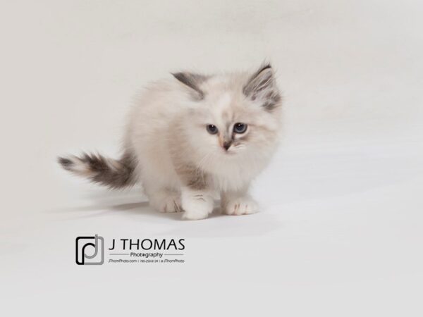 Ragdoll-CAT-Female-Blue PT-17581-Petland Topeka, Kansas