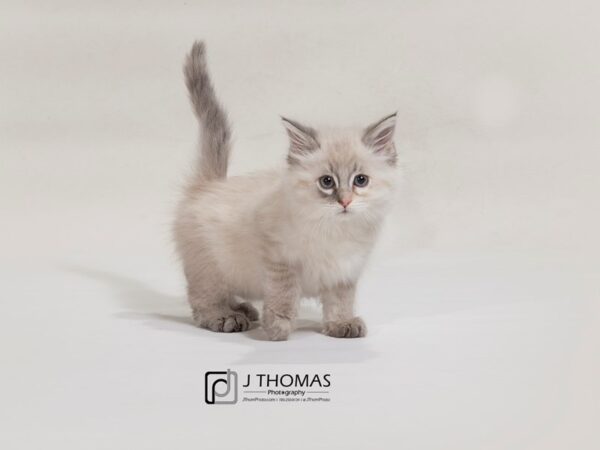 Ragdoll CAT Female Blue Tortie PT 17580 Petland Topeka, Kansas