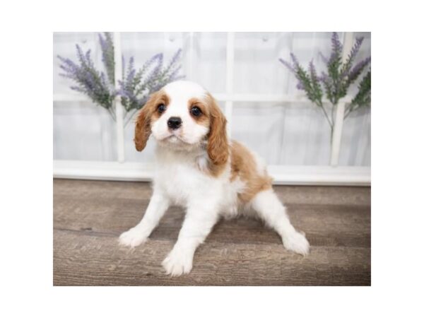 Cavalier King Charles Spaniel DOG Female Blenheim 17586 Petland Topeka, Kansas