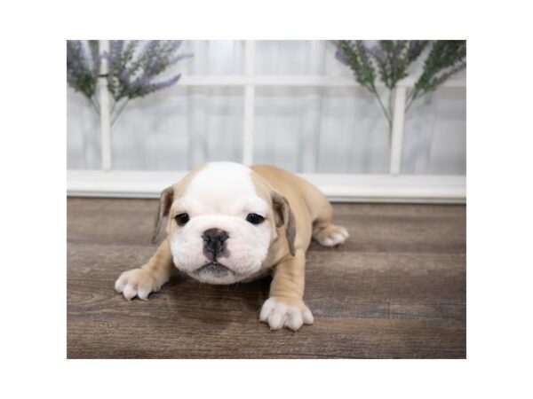 Bulldog DOG Male Fawn / White 17585 Petland Topeka, Kansas