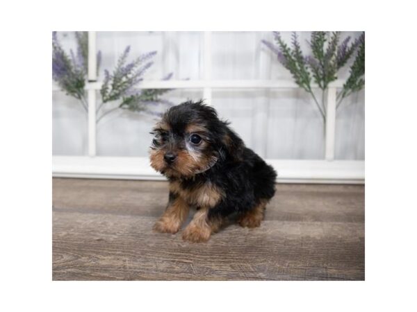 Yorkshire Terrier DOG Male Black / Tan 17593 Petland Topeka, Kansas