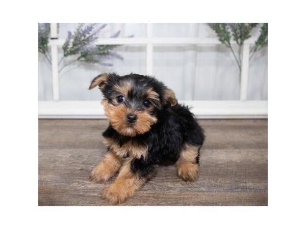 Yorkshire Terrier DOG Female Black / Tan 17594 Petland Topeka, Kansas