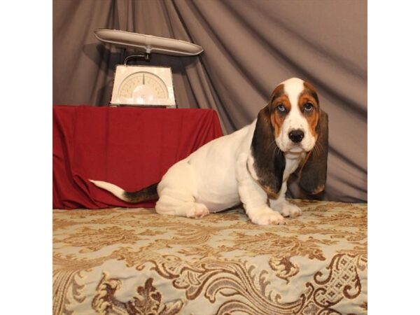 Basset Hound DOG Female White Black / Tan 17595 Petland Topeka, Kansas