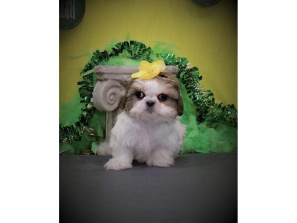 Shih Tzu DOG Female White / Gold 17597 Petland Topeka, Kansas