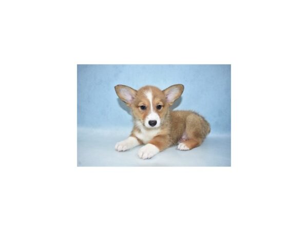 Pembroke Welsh Corgi-DOG-Male-Sable-17598-Petland Topeka, Kansas