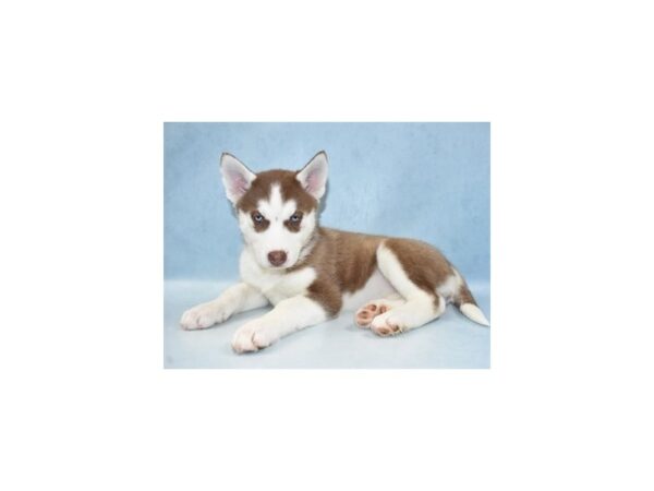 Siberian Husky-DOG-Female-Red and White-17599-Petland Topeka, Kansas