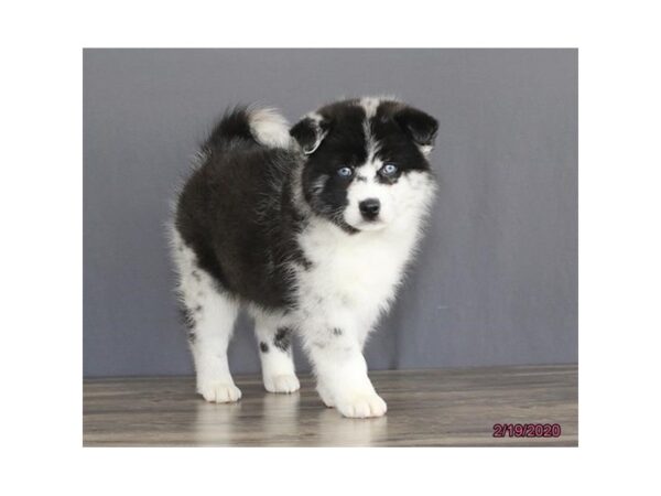 Pomsky-DOG-Female-Blue Merle-17602-Petland Topeka, Kansas