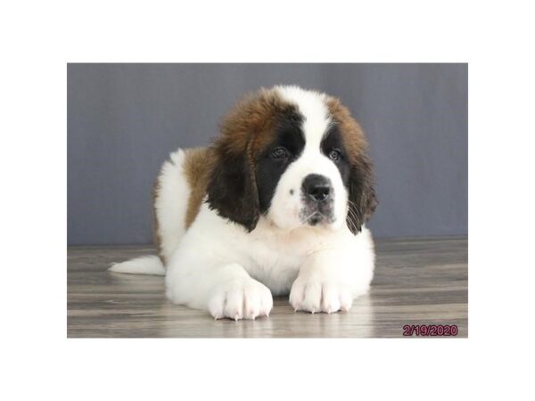 Saint Bernard DOG Female Sable / White 17600 Petland Topeka, Kansas