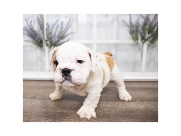 Bulldog-DOG-Male-Fawn-17606-Petland Topeka, Kansas