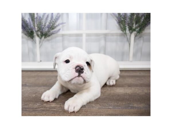 Bulldog DOG Female Fawn 17607 Petland Topeka, Kansas