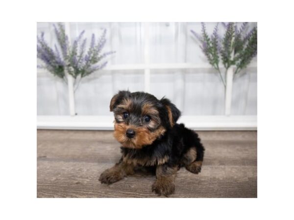 Yorkshire Terrier DOG Female Black / Tan 17615 Petland Topeka, Kansas