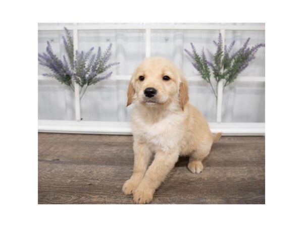 Golden Retriever DOG Male Golden 17610 Petland Topeka, Kansas