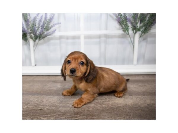 Dachshund DOG Male Wild Boar 17609 Petland Topeka, Kansas