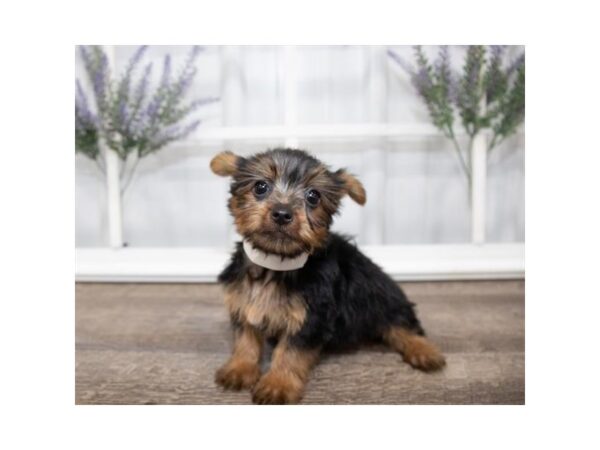 Yorkshire Terrier DOG Female Black / Tan 17614 Petland Topeka, Kansas