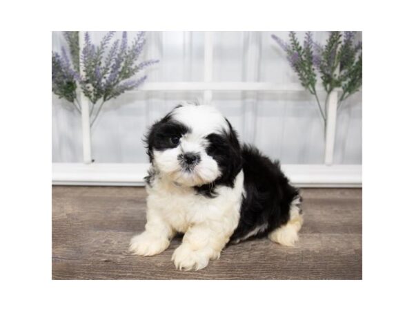 Shih Tzu DOG Male Black / White 17613 Petland Topeka, Kansas