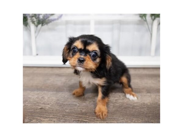 Cavalier King Charles Spaniel DOG Female Black / Tan 17608 Petland Topeka, Kansas