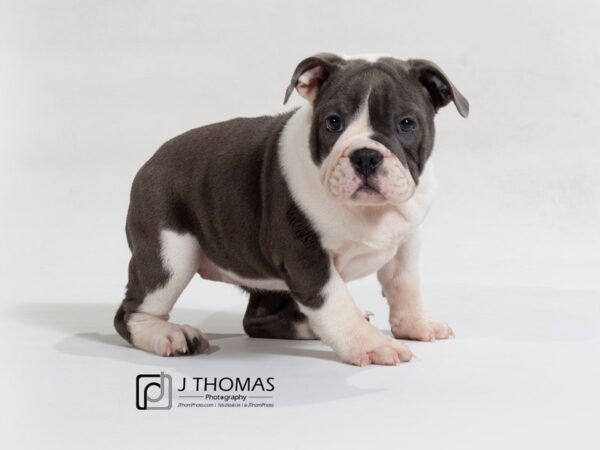 English Bulldog DOG Female 17620 Petland Topeka, Kansas