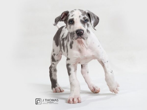 Great Dane DOG Male 17619 Petland Topeka, Kansas