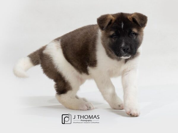 Akita-DOG-Female-blk&wh, Blk msk Wh Mkgs-17618-Petland Topeka, Kansas