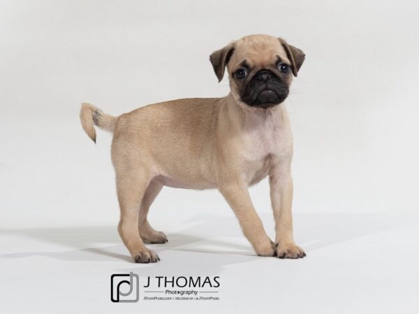 Pug DOG Female 17617 Petland Topeka, Kansas