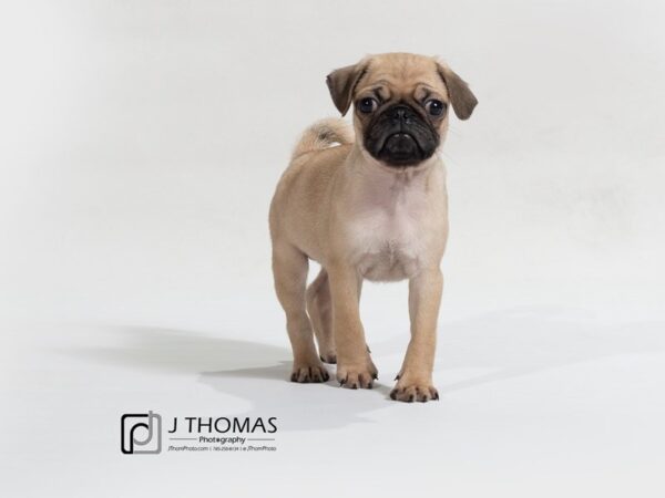 Pug DOG Male 17616 Petland Topeka, Kansas