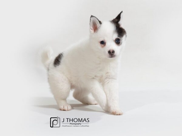 Pomsky DOG Female Blk and White 17604 Petland Topeka, Kansas