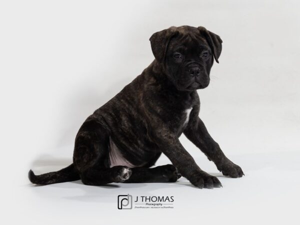 Bullmastiff-DOG-Female-Brindle-17601-Petland Topeka, Kansas