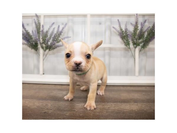 French Bulldog DOG Female Cream 17624 Petland Topeka, Kansas