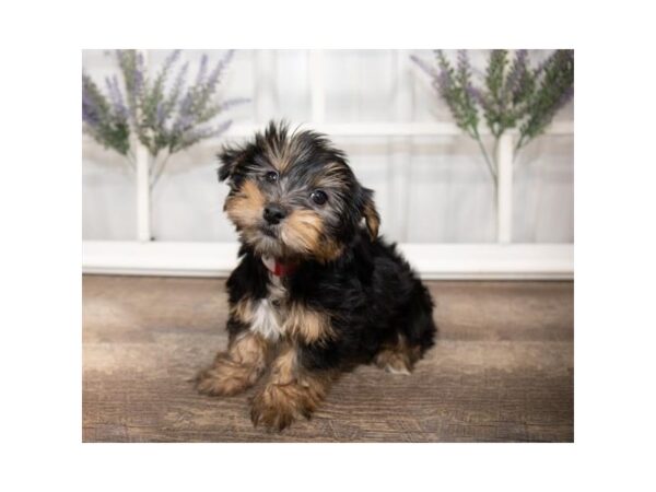 Morkie/Yorkshire Terrier DOG Female Black / Tan 17631 Petland Topeka, Kansas