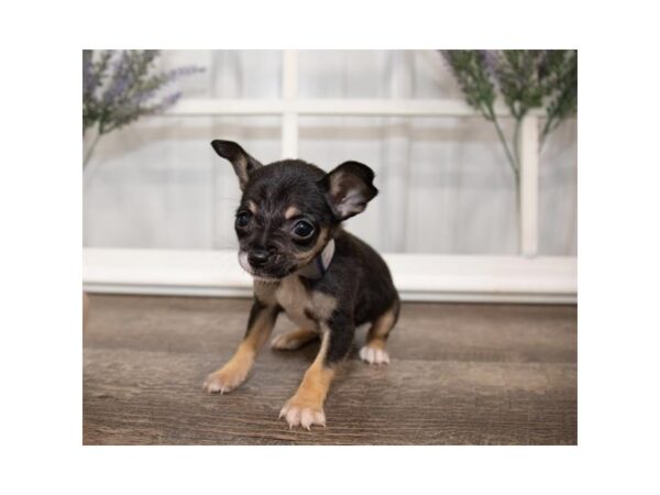 Chihuahua-DOG-Female-Black / Tan-17623-Petland Topeka, Kansas