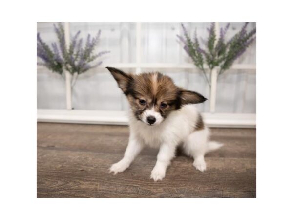 Papillon DOG Female Brown / White 17628 Petland Topeka, Kansas