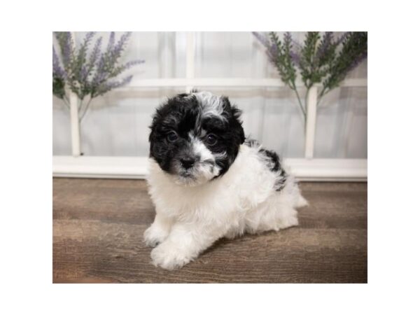 Havanese DOG Female Black 17626 Petland Topeka, Kansas