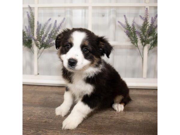 Miniature Australian Shepherd DOG Female Black 17630 Petland Topeka, Kansas