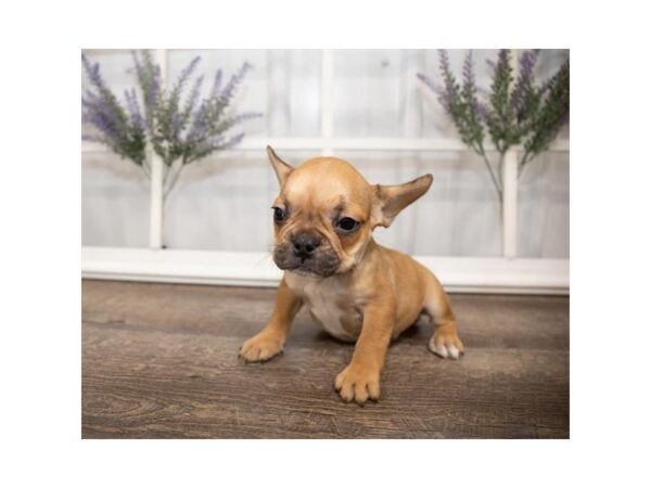 French Bulldog DOG Male Fawn 17625 Petland Topeka, Kansas