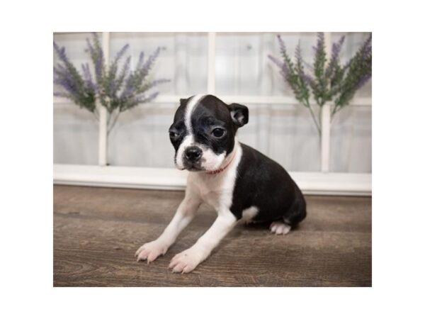 Boston Terrier DOG Female Black / White 17622 Petland Topeka, Kansas