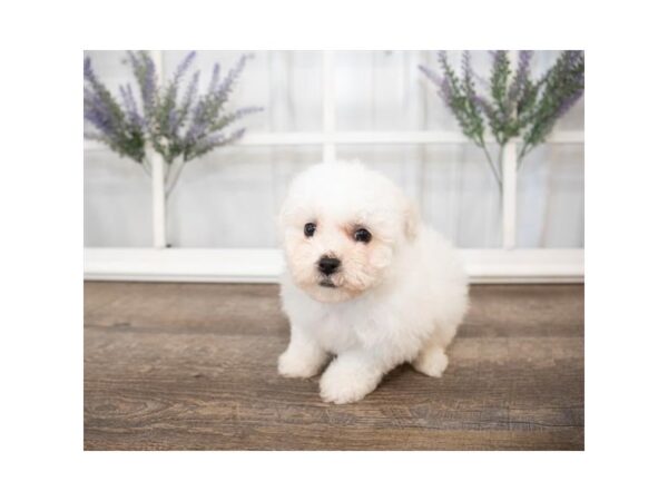 Bichon Frise DOG Female White 17621 Petland Topeka, Kansas