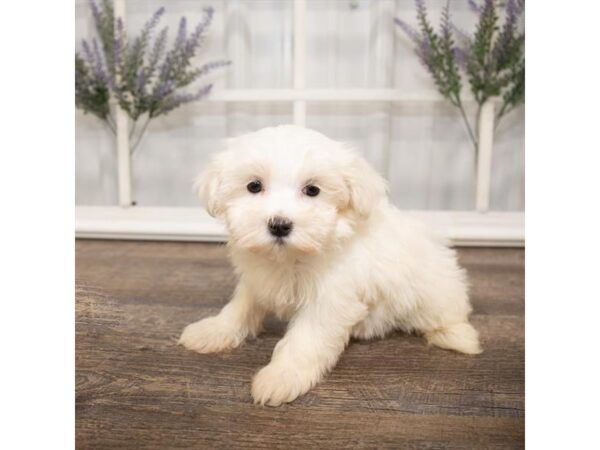 Maltese DOG Female White 17627 Petland Topeka, Kansas