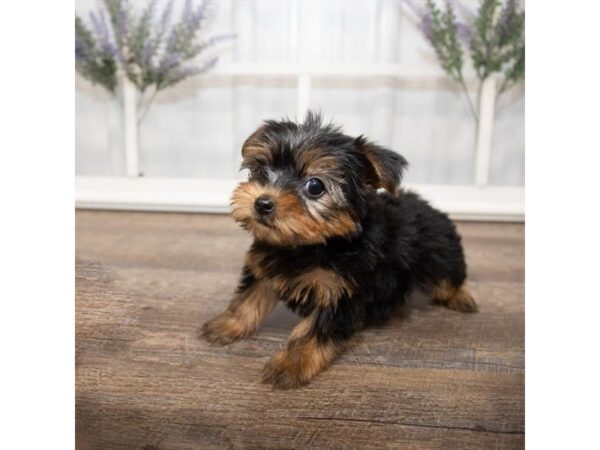 Yorkshire Terrier DOG Female Black / Tan 17629 Petland Topeka, Kansas