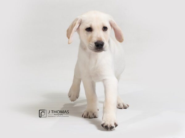 Labrador Retriever DOG Male 17639 Petland Topeka, Kansas